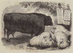 Animaux primés au Smithfield Club Cattle Show
